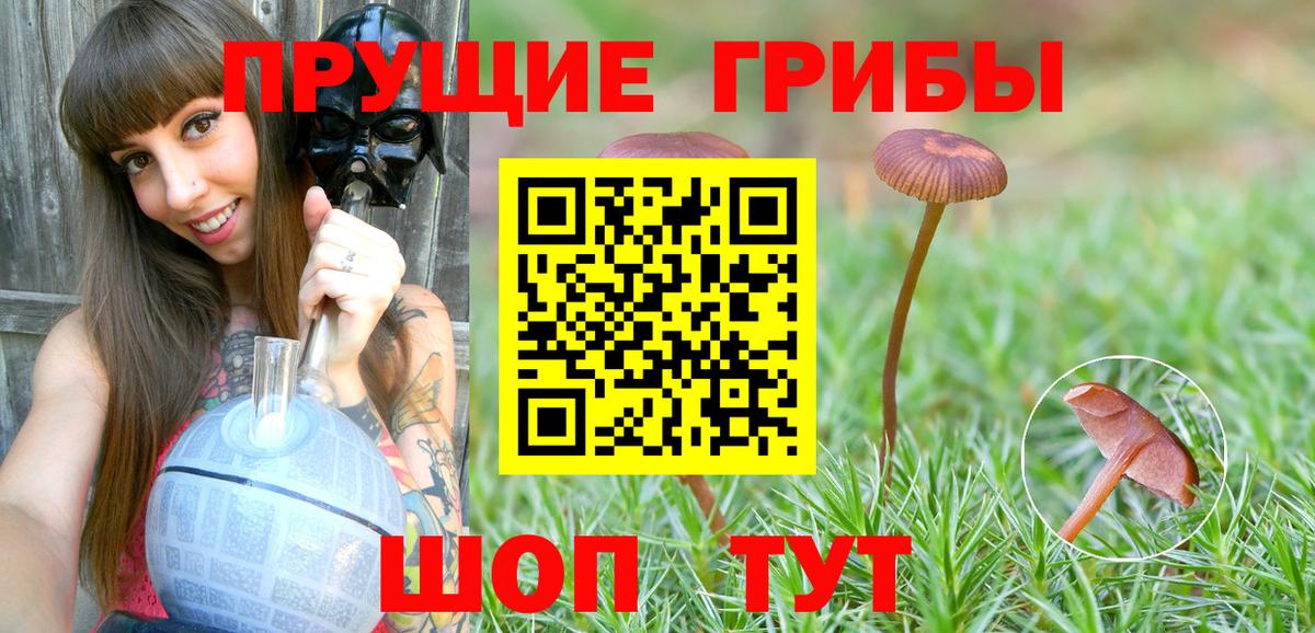 Псилоцибиновые грибы Cubensis Северобайкальск